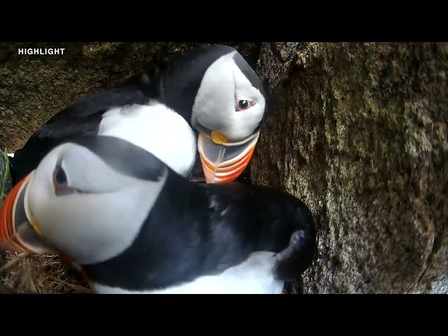 Puffin Burrow | Highlights 2023