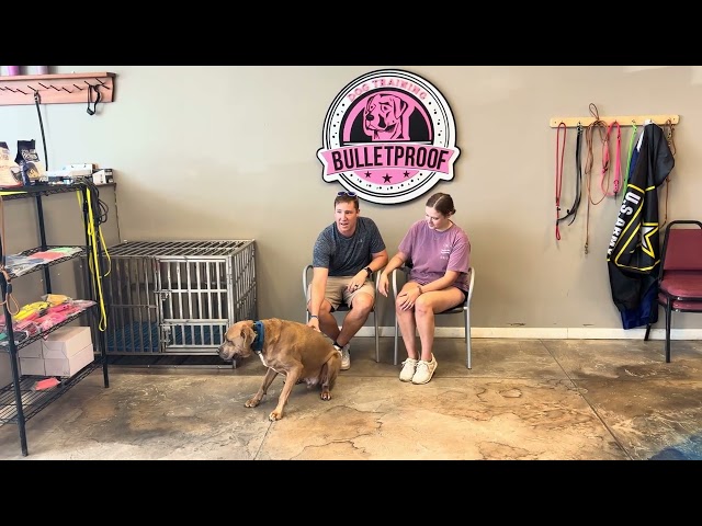 Bulletproof Dog Training Board & Train Testimonial