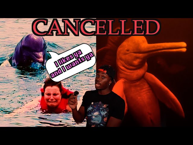 Dolphins are Not What You Think They Are