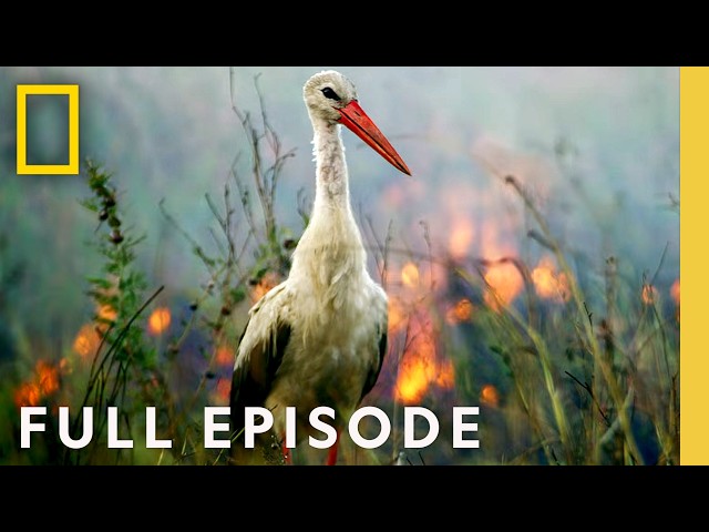 Dark Heart of the Earth (Full Episode) | Hostile Planet Compilation | National Geographic