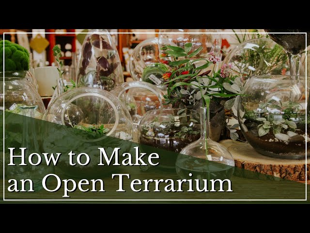 How to Make a Terrarium | Terrarium Care | Open Terrariums | Plants for Terrariums