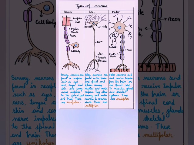 Types of Neurons | Sensory, Motor & Relay Neurons Explained with Diagram | Class 10 Science