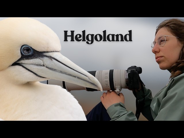 Bird Photography on Helgoland: Northern Gannets