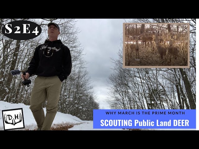 Scouting Public Land Deer Why March is the Prime Month