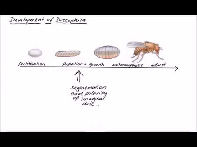 D. Melanogaster - Wing Patterning Mechanism