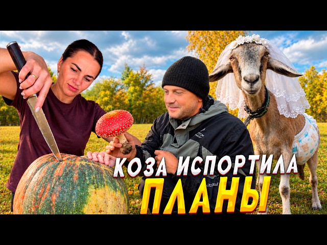 Unpredictable life. The goat calls the shots, we obey. Sent the turkey into the pumpkin, and the pum