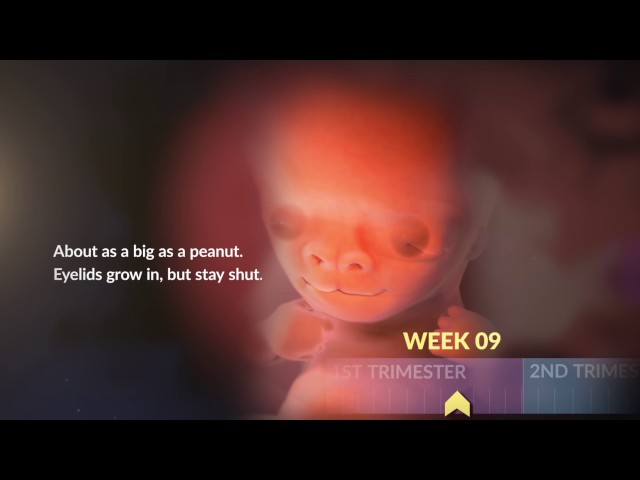 Fetal Development: The First Trimester Week-by-Week | WebMD
