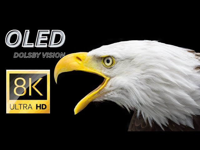 Birds Incredible HDR in stunning  8K  60fps- Dolby Vision