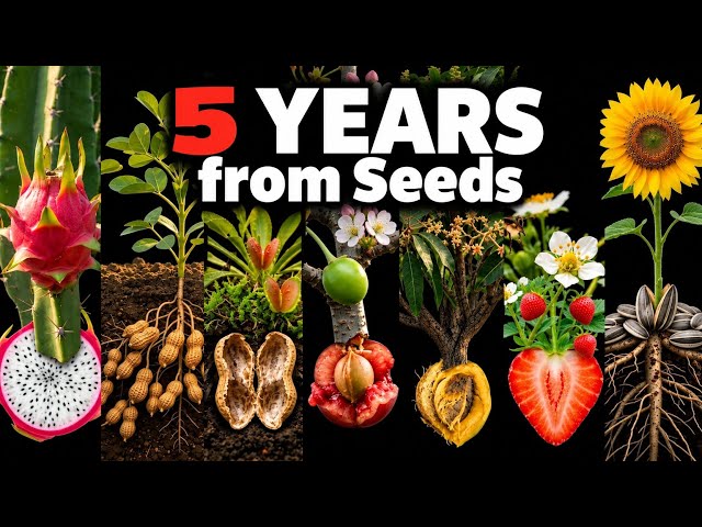 ​5 Years of Plant Growth in 4 Minutes (8K 3D Timelapse)