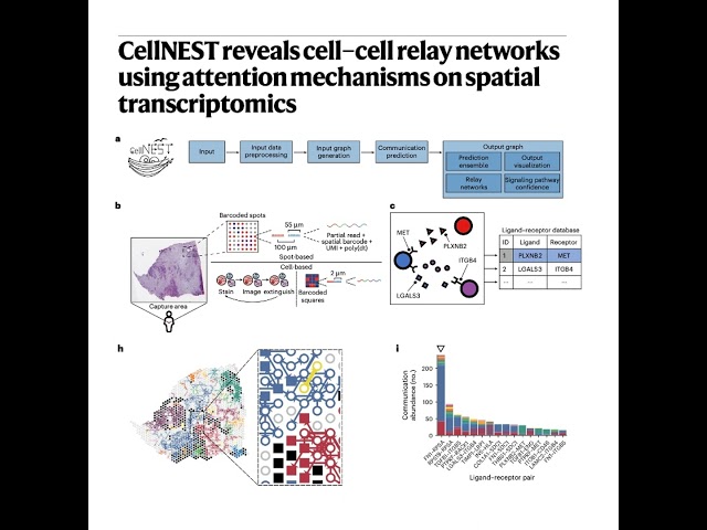 251-CellNEST: Cell-Cell Networks in Spatial Transcriptomics
