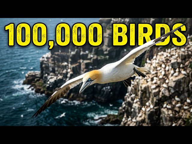 Newfoundland. St.Mary's Gannet Colony. #birds #flight #newfoundland #amazing #viral