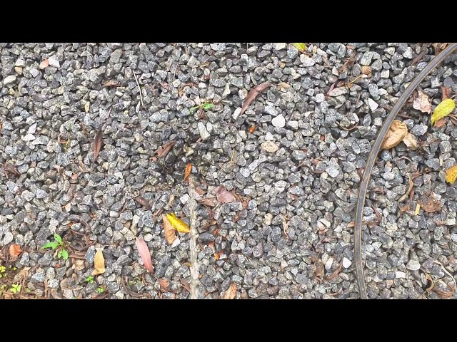 Men peeing to rock| peeing in the evening|going to the outdoor washroom|