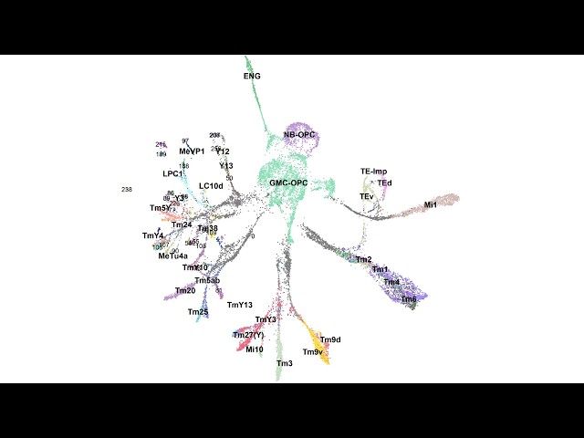 How Neurons Establish Their Identity