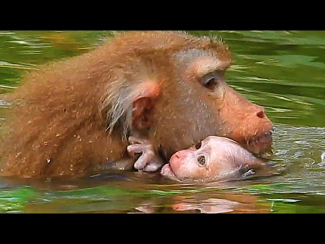 Young Mother Hug Her Baby Take Bath In Natural Pool, Nat Geo Wild, BBC earth, Animal, Nature
