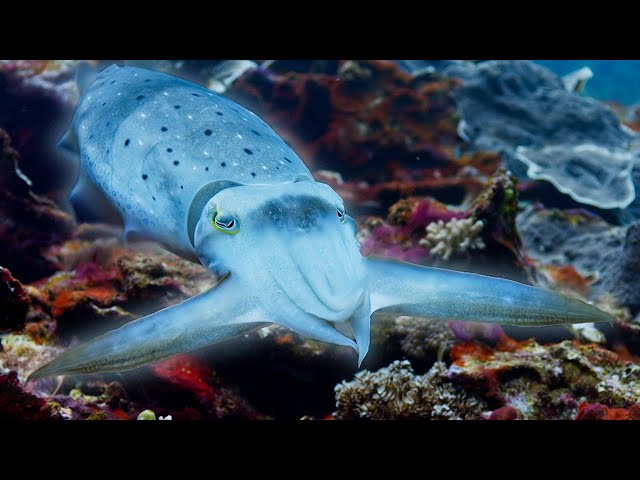 Cuttlefish Hypnotises Prey | Blue Planet II | BBC Earth