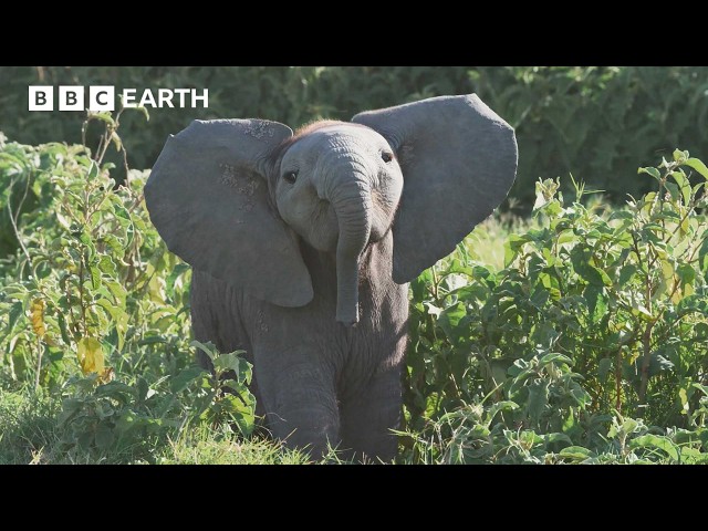 Baby Elephant Gets Left Behind and Learns an Important Lesson | 4K UHD | BBC Earth
