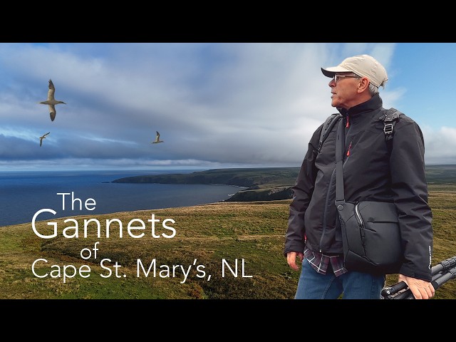 15 Meters From Thousands of Gannets - This is What I Found