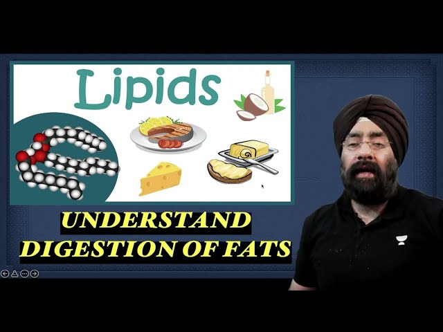Understand FAT Digestion in Body | Lipid Metabolism | Free Special Classes on Unacademy Dr.Education