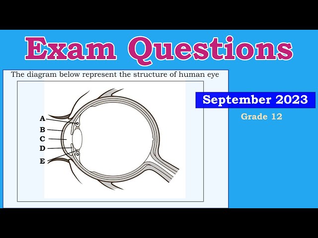 Exam Questions | Human eye |  Pupillary mechanisms and Accomodations | Life Science grade 12.