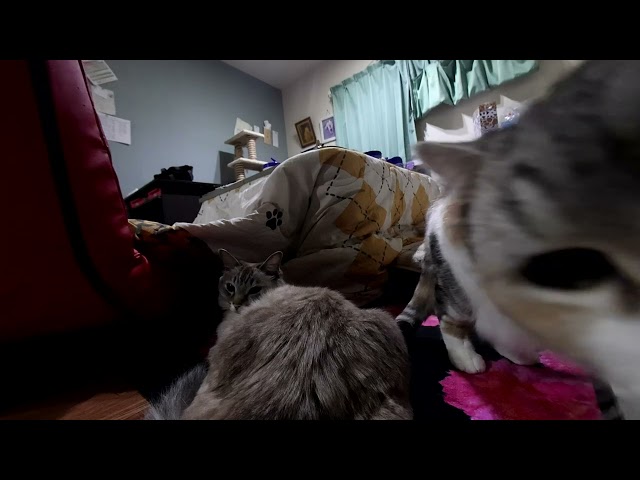 (VR180) カメラが気になる猫VR (8K)