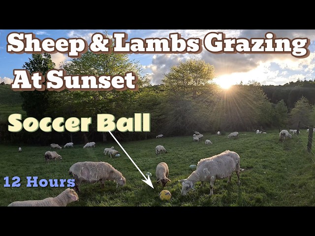 Sheep & Lambs Grazing in Lush New Zealand Field | Relaxing Nature Sounds + Springtime Bliss