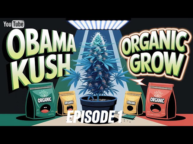 Obama Kush in Coco | Episode 1: The Journey Begins
