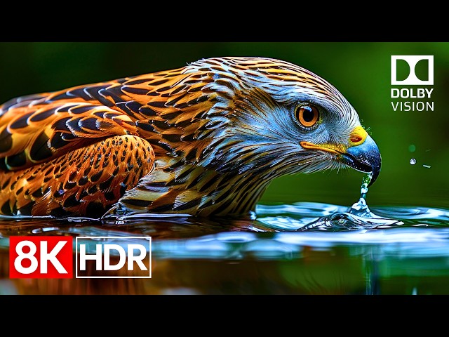 Visual Clarity Taken to the Extreme | 8K HDR Dolby Vision 120fps