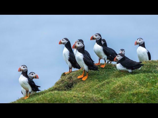 Faroe Islands - Mykines Island and Puffins