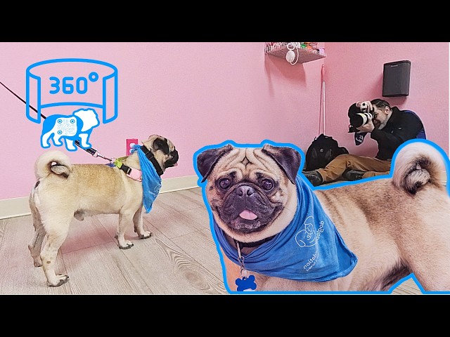 360° VR Photo Session: Ramon's Goofy Pug Energy | CuppaPug Frisco