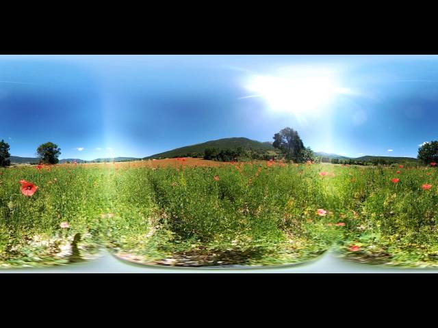 Video Nature 360 degrees, including flowers, bloom, poppies and lentils from Norcia