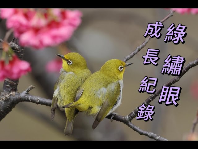 綠繡眼育雛紀錄