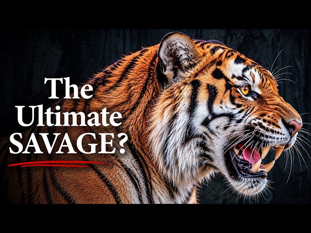 Tigers Are Impossibly Strong... Here’s Why