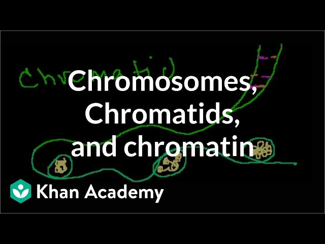 Chromosomes, Chromatids, Chromatin, etc.