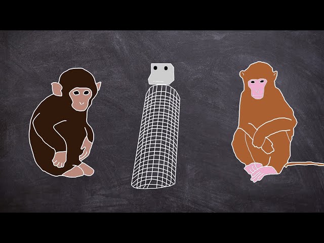 The Dark Side of Science  The Surrogate Mother Experiment (Short Documentary)