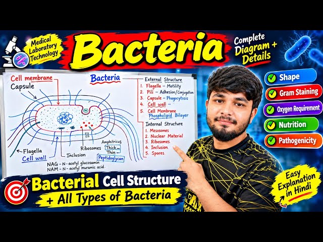 Bacteria Complete Diagram & Details | Bacterial Cell Structure | basic characteristics of bacteria