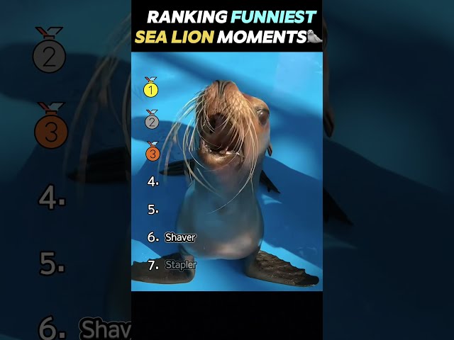 Ranking Funniest Sea Lion Moments 🦭