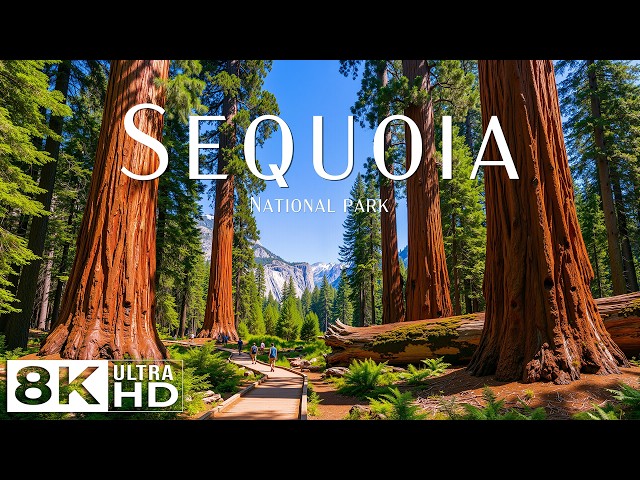 Sequoia’s Ancient Beauty 8K Giant Trees, Majestic Forests & Incredible Wilderness