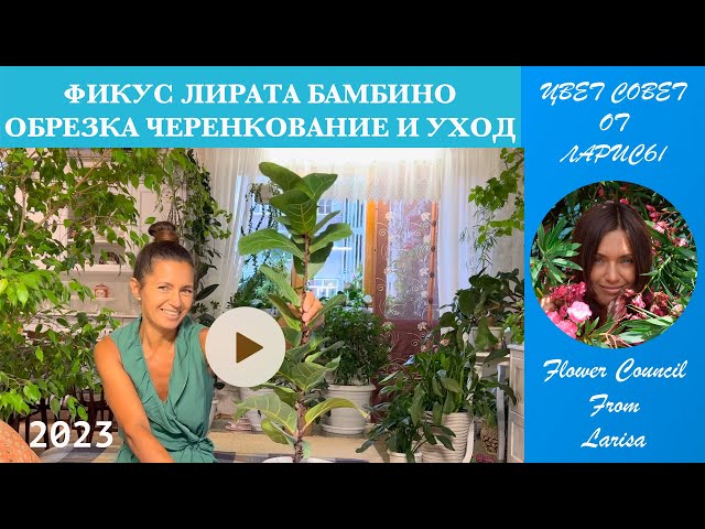 FICUS LYRATA BAMBINO PRUNING PROPAGATION AND CARE