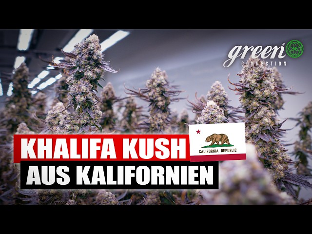 How KHALIFA KUSH is produced | Exclusive CANNABIS tour in California