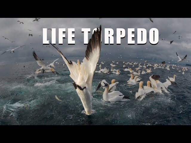 Gannets: Agile and Deadly Ocean Fighter Jets
