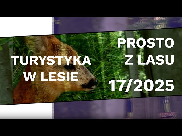 Tourism in the forest - Straight from the forest |17 2025|