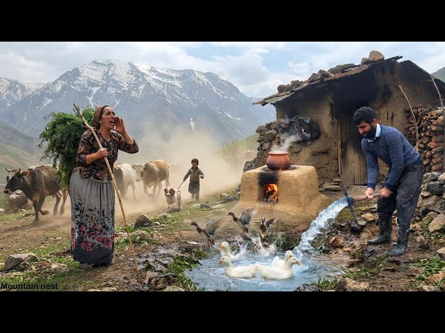 Searching for lost cows in the mountains and creating a stream for the ducks