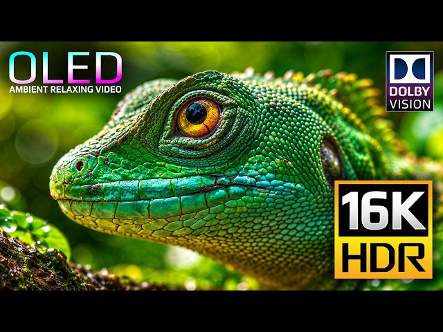 OLED Test Experience Like Never Before - 16K HDR Dolby Vision 120fps  (8K/4K Video ULTRA HD TV)