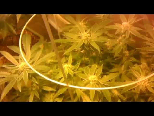 Double barrel OG kush day 31