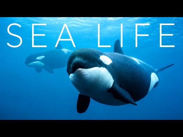 The Unknown Sea Life | 24/7 Live Stream
