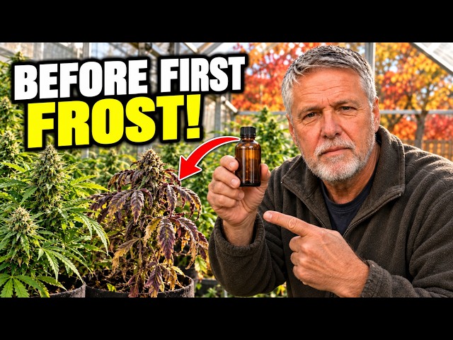 Your Cannabis Plants Need This Every OCTOBER. An Educational Guide.