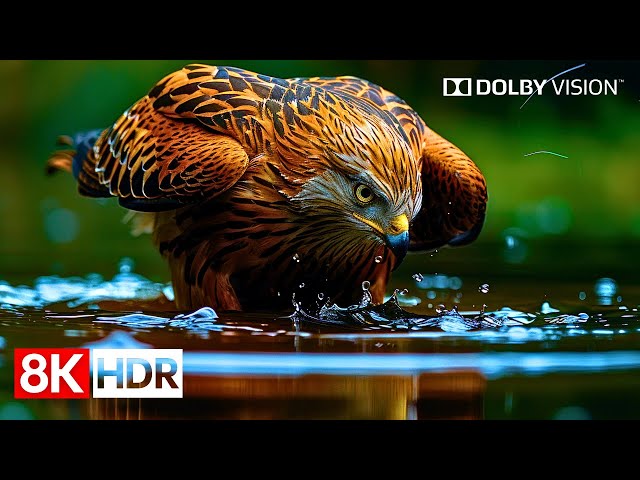 Ultra Clarity 8K HDR 60fps Dolby Vision - See the World Like Never Before