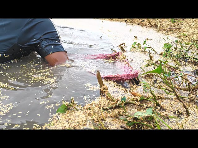 Farmer Refreshing Rice Seeds [ 4K HDR 10 + ] #2 - CAM FARM