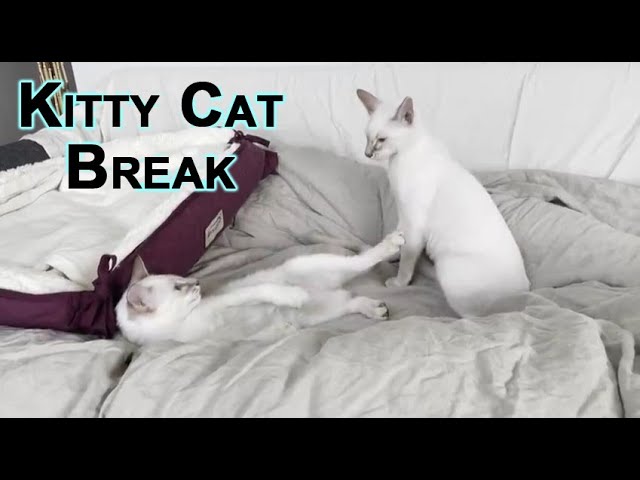Kitty Cat Break: Sal and Veeya Play Fighting, Our Lilac Lynx Balinese Kittens Wrestling [ASMR]