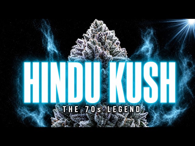 Hindu Kush: The Ancient Strain That Secretly Built Every Indica 